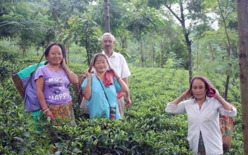 Darjeeling Tea Research and Management Association (DTRMA) cover image 2