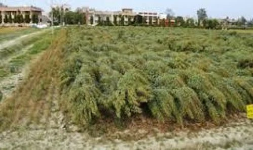 Indian Institute of Pulses Research (IIPR) cover image 5