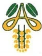 Amaltas Institute of Nursing Sciences