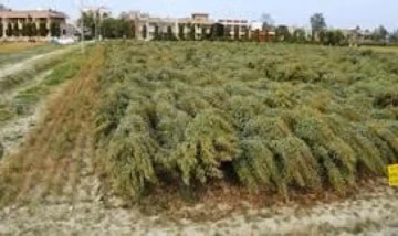 Indian Institute of Pulses Research (IIPR) campus gallery